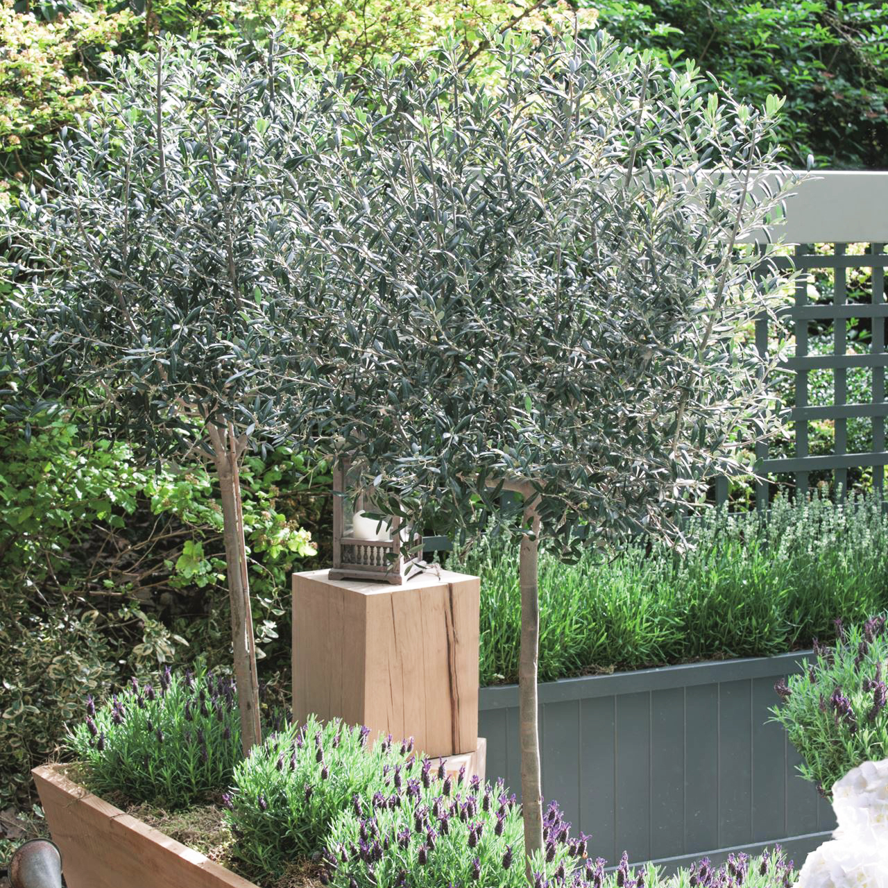 The best garden trees to add thousands to your property value